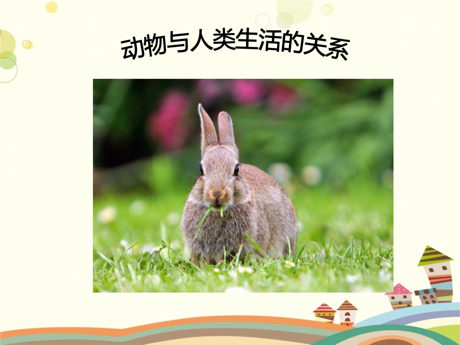 动物与人类的关系-完整版PPT_第1页